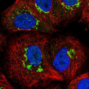 Anti-ST8SIA4 antibody produced in rabbit HPA053995-100UL