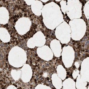 Anti-STAC antibody produced in rabbit 