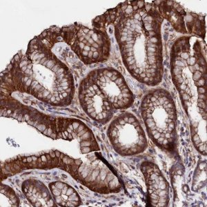 Anti-STAMBPL1 antibody produced in rabbit 