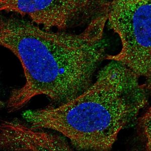 Anti-STIL antibody produced in rabbit 