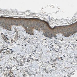 Anti-STK11 antibody produced in rabbit 