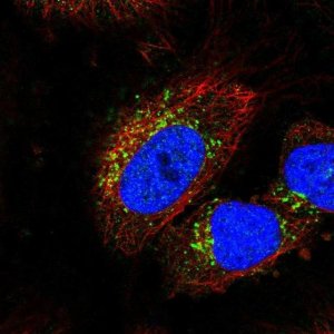 Anti-STK11IP antibody produced in rabbit 