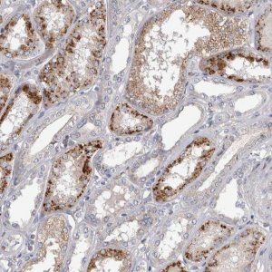 Anti-STRADB antibody produced in rabbit 