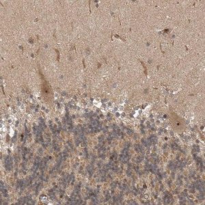 Anti-STRAP antibody produced in rabbit 