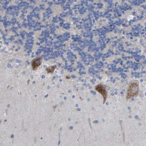 Anti-STRIP2 antibody produced in rabbit 