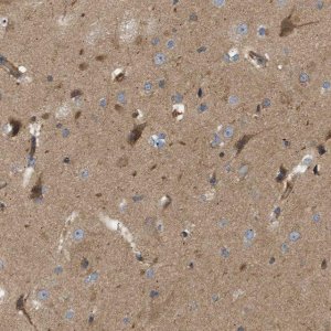 Anti-STRN antibody produced in rabbit 