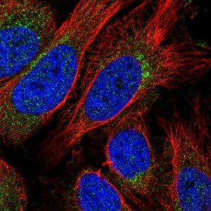 Anti-STX10 antibody produced in rabbit 