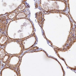 Anti-STX12 antibody produced in rabbit 