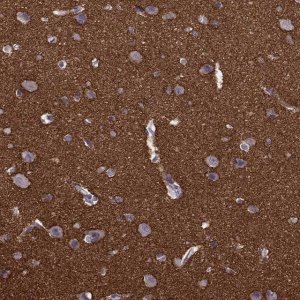 Anti-STX1A antibody produced in rabbit 