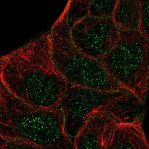 Anti-STYK1 antibody produced in rabbit 