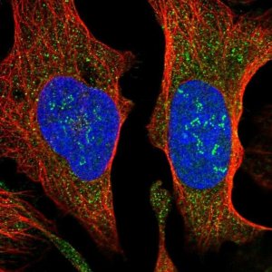 Anti-SUCO antibody produced in rabbit 