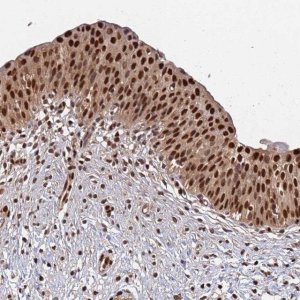 Anti-SUMO2 antibody produced in rabbit 