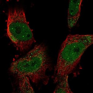 Anti-SUMO2 antibody produced in rabbit 