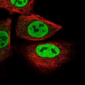 Anti-SUSD1 antibody produced in rabbit 