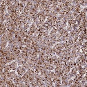 Anti-SUSD3 antibody produced in rabbit 
