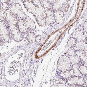 Anti-SUSD5 antibody produced in rabbit 