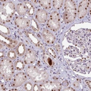 Anti-SWSAP1 antibody produced in rabbit 