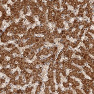 ANTI-SWT1 antibody produced in rabbit 