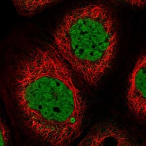 Anti-SYCP2L antibody produced in rabbit 