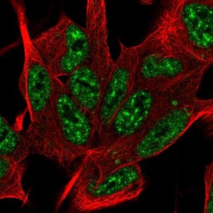 Anti-SYF2 antibody produced in rabbit 