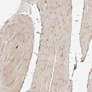 Anti-SYNC antibody produced in rabbit 
