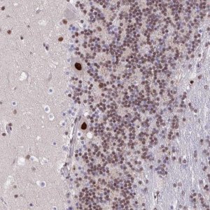 Anti-SYNE4 antibody produced in rabbit 