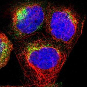 Anti-SYNGR2 antibody produced in rabbit 