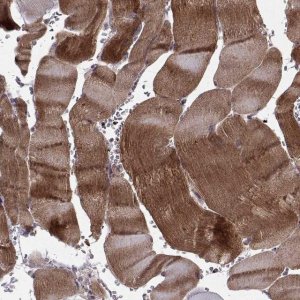 Anti-SYNPO antibody produced in rabbit 
