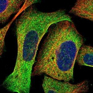 Anti-SYNRG antibody produced in rabbit 
