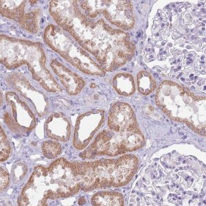 Anti-SYS1 antibody produced in rabbit 