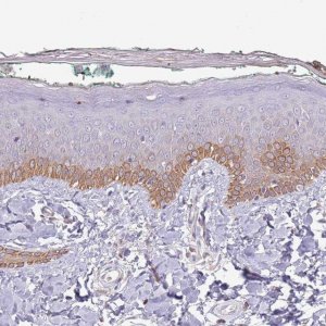 Anti-SYS1 antibody produced in rabbit 