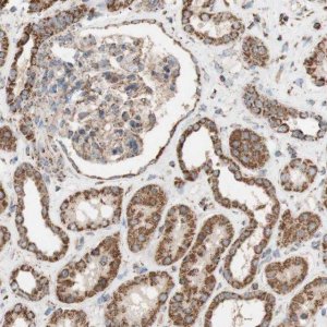 Anti-SYT12 antibody produced in rabbit 