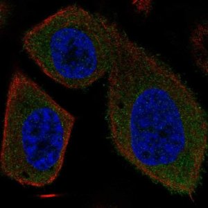 Anti-SYT16 antibody produced in rabbit 