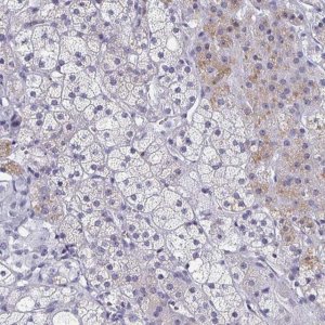 Anti-SYT2 antibody produced in rabbit 