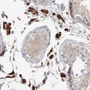 Anti-SYTL5 antibody produced in rabbit HPA026074-100UL