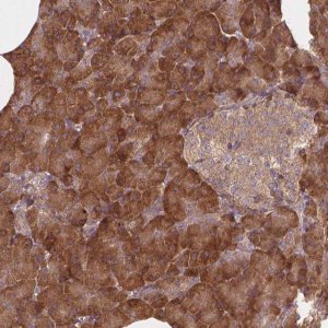 Anti-TAB2 antibody produced in rabbit 