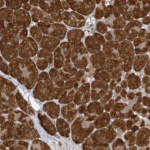 Anti-TAB3 antibody produced in rabbit 