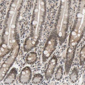 Anti-TAF4 antibody produced in rabbit 