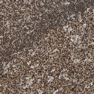 Anti-TAF5 antibody produced in rabbit 