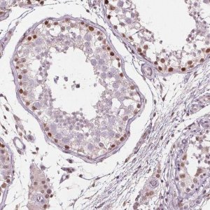 Anti-TAF6L antibody produced in rabbit 