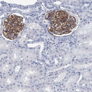 Anti-TAS2R1 antibody produced in rabbit 