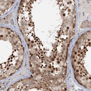 Anti-TAS2R42 antibody produced in rabbit 