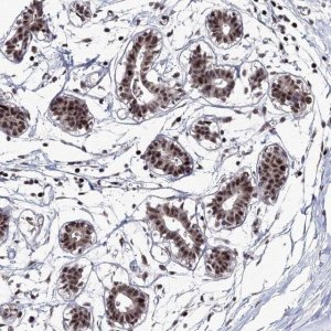 Anti-TATDN2 antibody produced in rabbit 