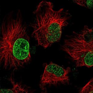 Anti-TBC1D19 antibody produced in rabbit 
