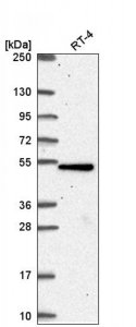 Anti-TBC1D24 antibody produced in rabbit HPA068080-100UL