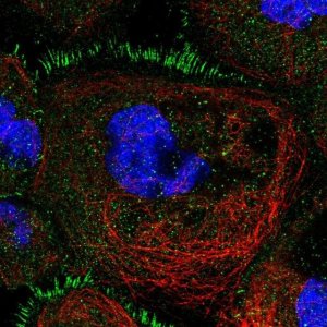 Anti-TBC1D30 antibody produced in rabbit HPA039772-100UL