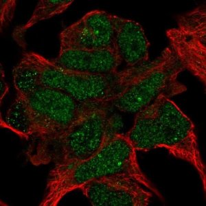 Anti-TBKBP1 antibody produced in rabbit 