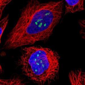 Anti-TBL3 antibody produced in rabbit 