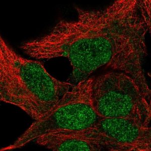 Anti-TBPL1 antibody produced in rabbit 
