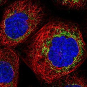 Anti-TBRG4 antibody produced in rabbit 